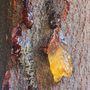 West Wind Tree Care