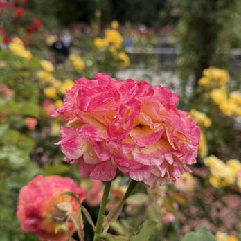 Washington Park - Parks Near Me - Portland, Oregon Washington Park - Parks Near Me - Portland, Oregon
