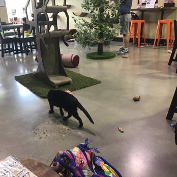 Orlando Cat Cafe - Animal Shelters Near Me - Clermont, Florida Orlando Cat Cafe - Animal Shelters Near Me - Clermont, Florida