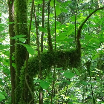 Tryon Creek State Park - Beautiful trees - Parks Near Me - Portland, Oregon Tryon Creek State Park - Beautiful trees - Parks Near Me - Portland, Oregon