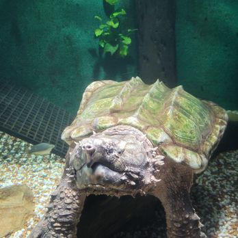 Sydney Zoo - Zoos Near Me - Bungarribee, NSW