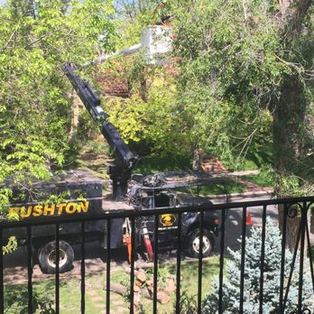 Rushton Tree Service - Doing a great job trimming this unruly elm tree. - Tree Services Near Me - Castle Rock, Colorado Rushton Tree Service - Doing a great job trimming this unruly elm tree. - Tree Services Near Me - Castle Rock, Colorado