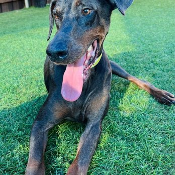 Canine Republic - Pet Groomers Near Me - Plano, Texas