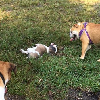 Barkland - Ready to Play! - Dog Parks Near Me - Parkland, Florida
