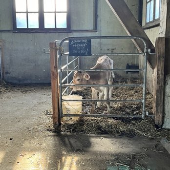 Traders Point Creamery - Baby cows!! - Farms Near Me - Zionsville, Indiana Traders Point Creamery - Baby cows!! - Farms Near Me - Zionsville, Indiana