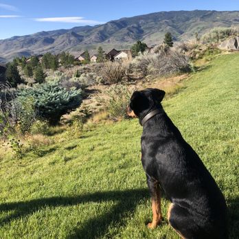 Charlie's Place - Dreaming of Charlie's Place. - Pet Sitting Near Me - Reno, Nevada Charlie's Place - Dreaming of Charlie's Place. - Pet Sitting Near Me - Reno, Nevada