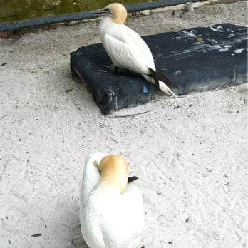 Seaside Seabird Sanctuary - Animal Shelters Near Me - Indian Shores, Florida Seaside Seabird Sanctuary - Animal Shelters Near Me - Indian Shores, Florida
