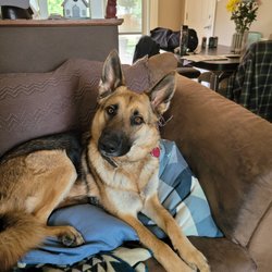 Good Neighbors Pet Care - This is my Jolene, at home.