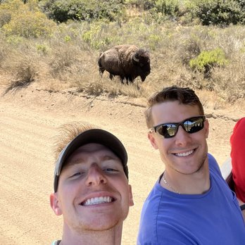 Catalina Tours - Bison! - Historical Tours Near Me Catalina Tours - Bison! - Historical Tours Near Me