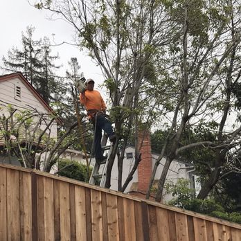 Moreno Tree Service - Tree Services Near Me