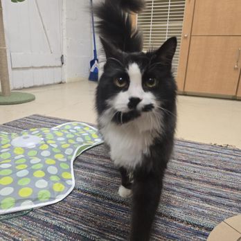 Pet Bnd - Cat, pet - Pet Boarding Near Me - Albuquerque, New Mexico