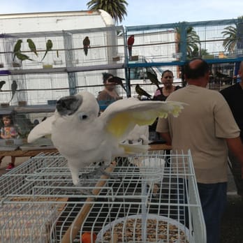 Spring Valley Swap Meet - He was dancing, yelp needs a short footage upload. - Flea Markets Near Me - Spring Valley, California Spring Valley Swap Meet - He was dancing, yelp needs a short footage upload. - Flea Markets Near Me - Spring Valley, California