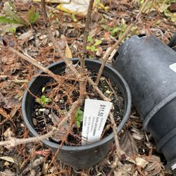 Wildwood Nursery - Black Lace Elderberry