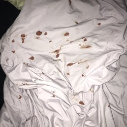 My dog bled on this sheet the whole way home. My dog bled on this sheet the whole way home.