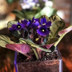 Flowers By Hansen - What I ordered