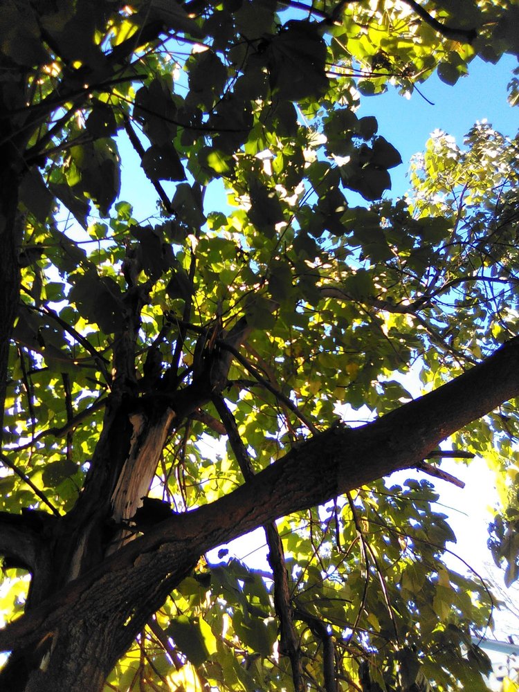 Be Green Landscaping - tree service in Grafton, MA