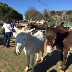 Burrolandia - Algunos burros están sueltos por la finca