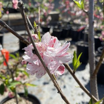 C Stars Nursery - 1/27/2021 peppermint peach blossom tree - non fruit producing $35 - Nurseries & Gardening Near Me - Gardena, California