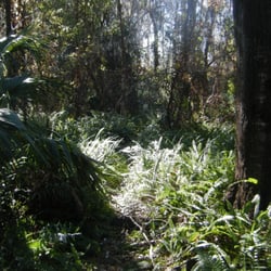 Scruffy plants