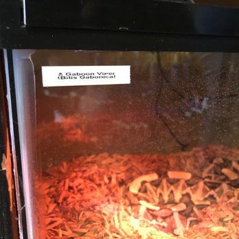 Ark Exotics - Pet Stores Near Me - El Paso, Texas