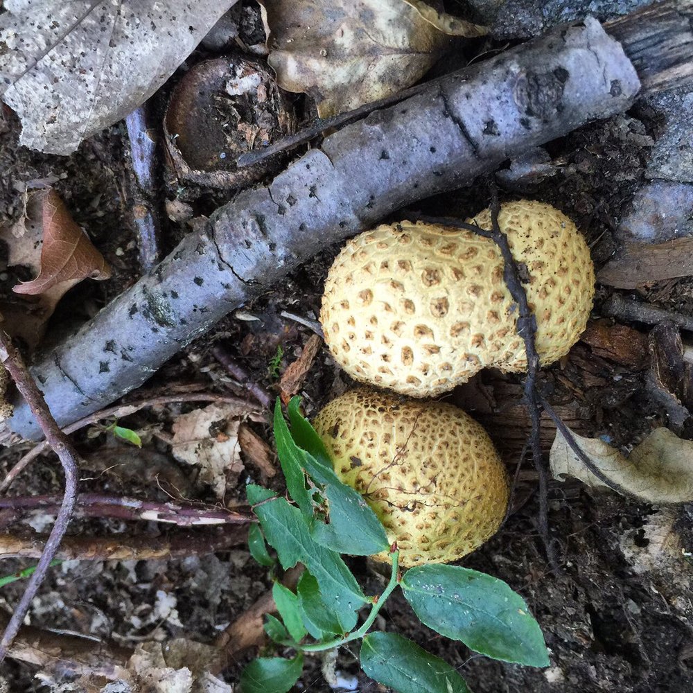 Dingmans Falls - Strange mushrooms on the wayz - Visitor Centers Near Me - Dingmans Ferry, Pennsylvania
