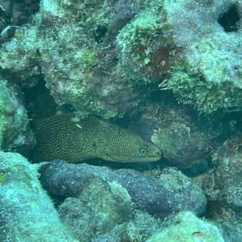 Finz Dive Center - Moray Eel - Free Diving Near Me - Key West, Florida Finz Dive Center - Moray Eel - Free Diving Near Me - Key West, Florida