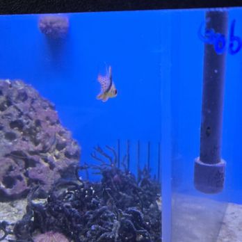 Richmond Aquarium - Aquarium Services Near Me - NORTH CHESTERFIELD, Virginia Richmond Aquarium - Aquarium Services Near Me - NORTH CHESTERFIELD, Virginia