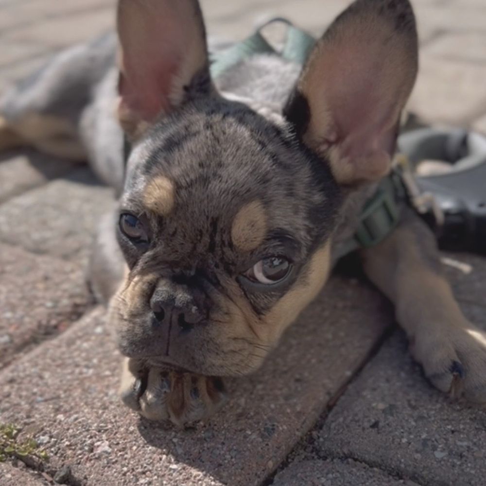 NorthCalFrenchies - Pet Breeders Near Me NorthCalFrenchies - Pet Breeders Near Me
