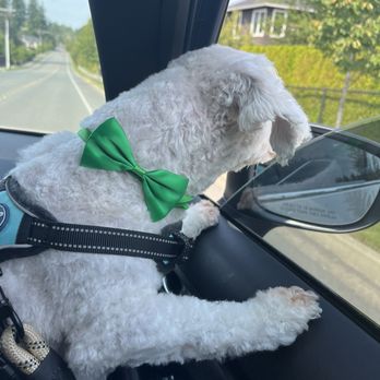 Doggy Haven Resort - Pet Training Near Me - Bothell, Washington