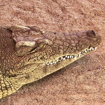 Phoenix Herpetological Society - What a beautiful creature - Community Service/Non-Profit Near Me