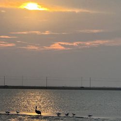 Buccaneer Cruises - Beautiful sunset with a pelican and some seagulls sitting on a sandbar!