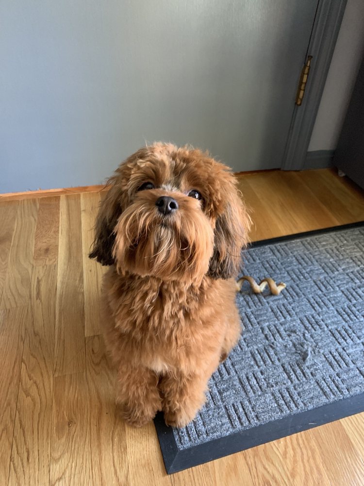 LAUNDROMUTT 27 Photos & 139 Reviews 489 Concord Ave, Cambridge, MA