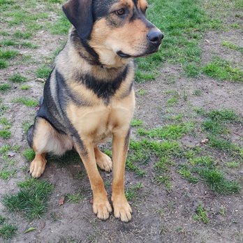 Paws & Stay K9 Training - Chloe. - Pet Training Near Me