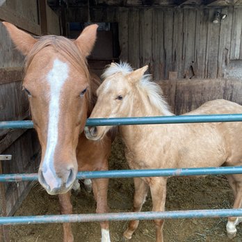 Korobi Stables - Horseback Riding Near Me - Fortuna, California Korobi Stables - Horseback Riding Near Me - Fortuna, California