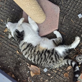 Catio Guy - Pet Services Near Me Catio Guy - Pet Services Near Me
