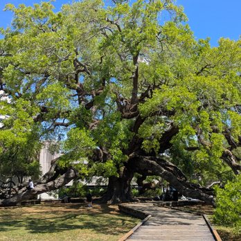 Treaty Oak Park - Jacksonville's Treaty Oak - Parks Near Me - Jacksonville, Florida