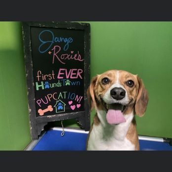 Hounds Town - Pet Boarding Near Me - Aurora, Illinois
