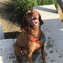 Photo of Life is dog