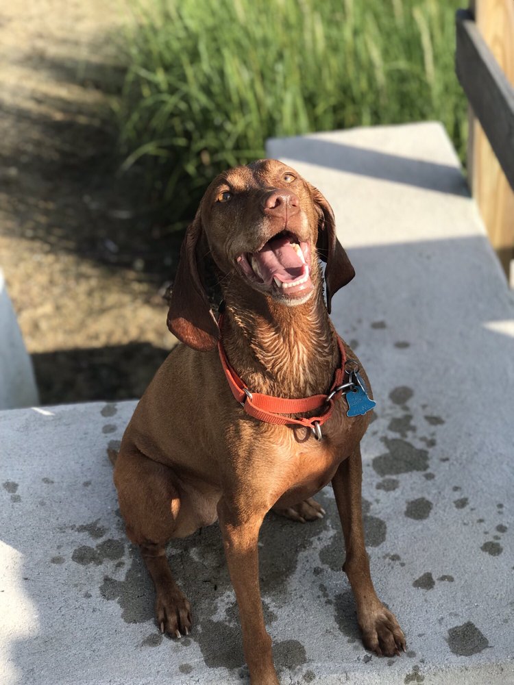 Life is dog - pet boarding facility in Marlborough, MA