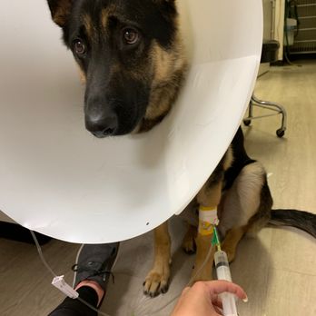 San Ramon Veterinary Hospital - Nook Nook getting a treatment - Veterinarians Near Me - San Ramon, California San Ramon Veterinary Hospital - Nook Nook getting a treatment - Veterinarians Near Me - San Ramon, California