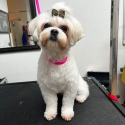 Hollywood Houndz Boutique Spa & Hotel - Grooming