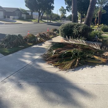 Bernabe Tree Service - Palm fronds piled and ready for removal - Tree Services Near Me - Riverside, California
