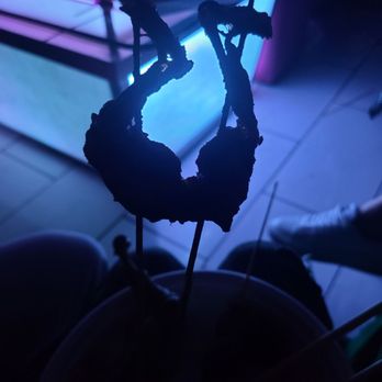 Tasty Time - Bull frog legs - Karaoke Near Me - Bellevue, Washington Tasty Time - Bull frog legs - Karaoke Near Me - Bellevue, Washington