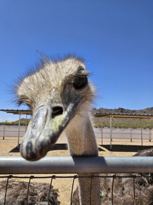 Rooster Cogburn Ostrich Ranch by null