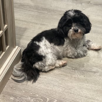 Camelot's Champion Havanese - Ms Sophia staying with us during the holiday - Pet Breeders Near Me - Jeannette, Pennsylvania Camelot's Champion Havanese - Ms Sophia staying with us during the holiday - Pet Breeders Near Me - Jeannette, Pennsylvania