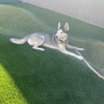 US Turf - Our happy husky - Artificial Turf Near Me - Las Vegas, Nevada