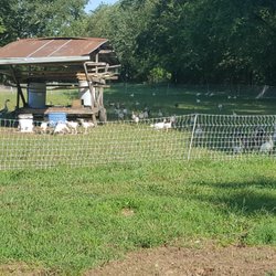 Field of Dreams Farm