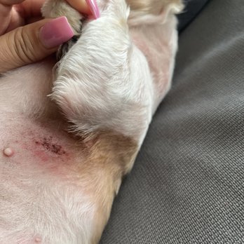 Doggie Styles - Few days after, when the wound scabbed over. - Pet Groomers Near Me - Glendora, California