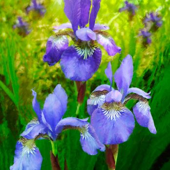 Mary Ahern Artist - Siberian Iris Trio, a painting by the Artist, Mary Ahern - Commissioned Artists Near Me Mary Ahern Artist - Siberian Iris Trio, a painting by the Artist, Mary Ahern - Commissioned Artists Near Me