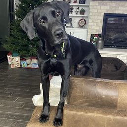 My dog My dog